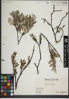 Foto von Salix lapponum L.